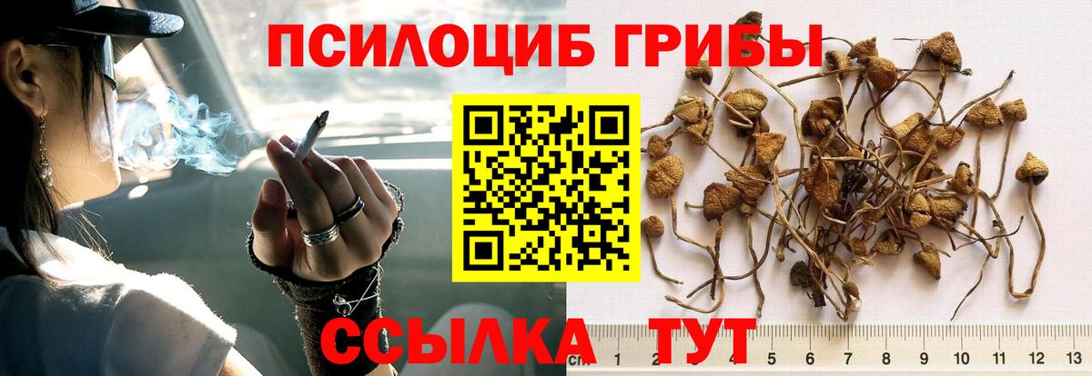 Псилоцибиновые грибы Cubensis Асино